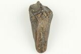 Rooted Ceratopsian Dinosaur Tooth - Judith River Formation #198673-3